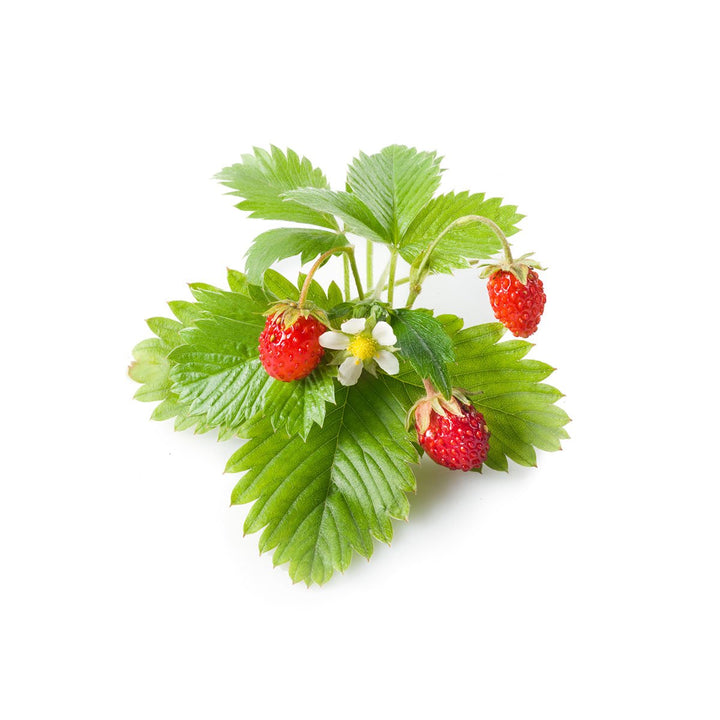 Click and Grow Smart Garden Wild Strawberry Plant Pods, 3 Count