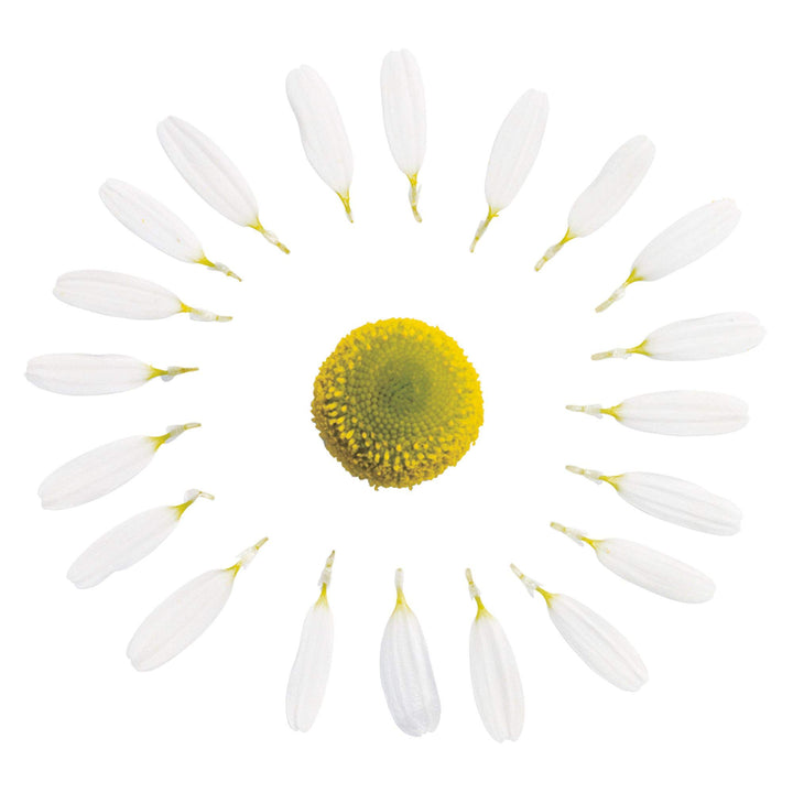 TAZO Calm Chamomile Herbal Tea Bags, 24 Count