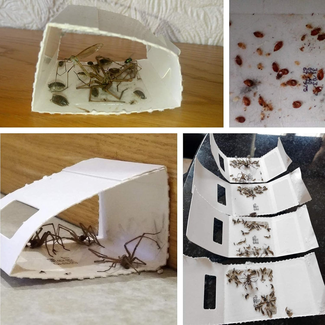 CritterKill Spider Trap, 30 Count