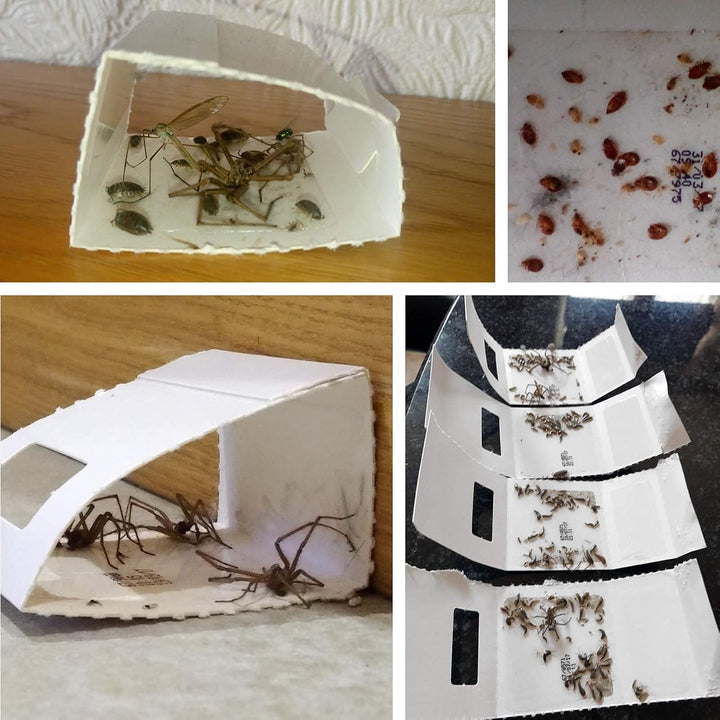CritterKill Spider Trap, 30 Count