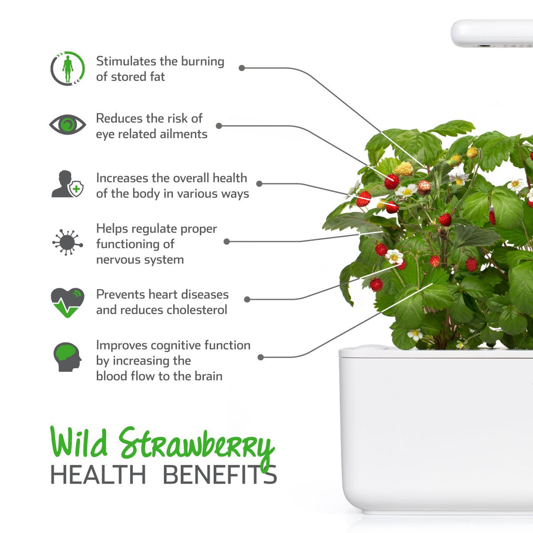 Click and Grow Smart Garden Wild Strawberry Plant Pods, 3 Count