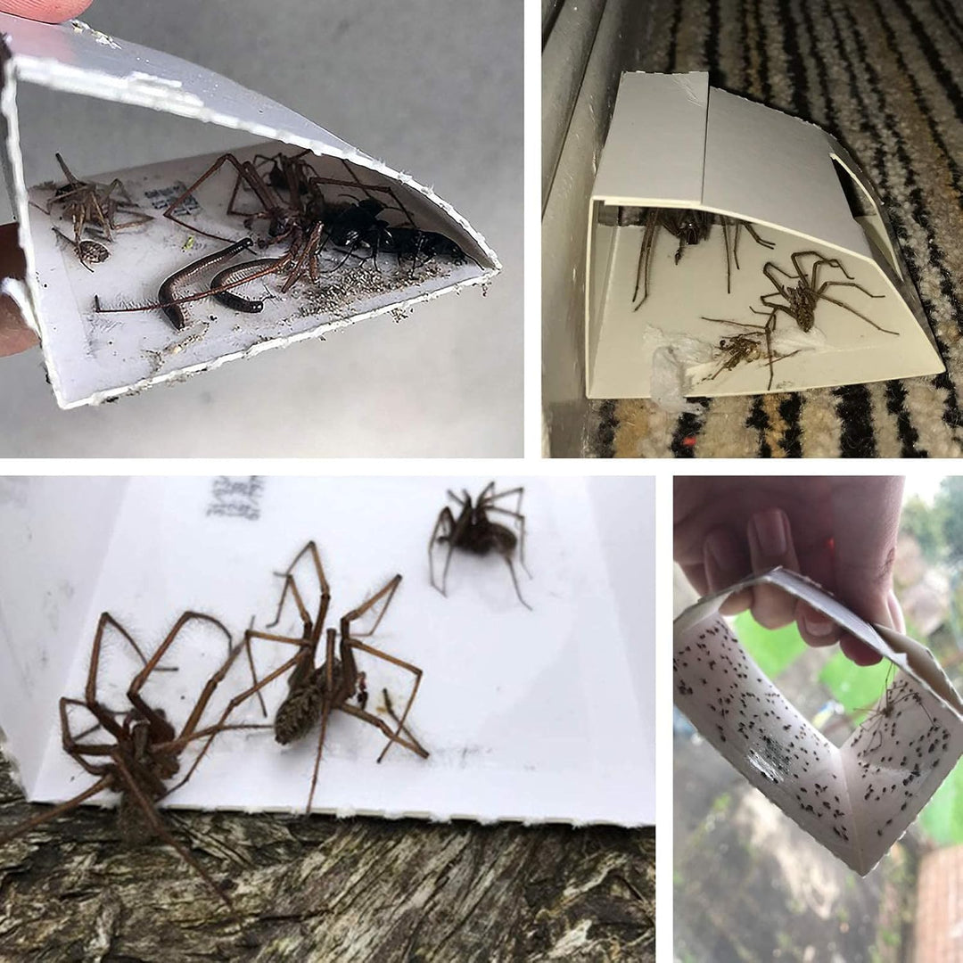 CritterKill Spider Trap, 30 Count