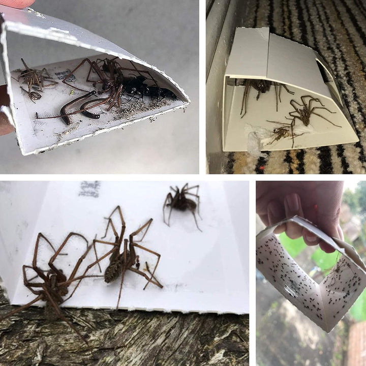 CritterKill Spider Trap, 30 Count