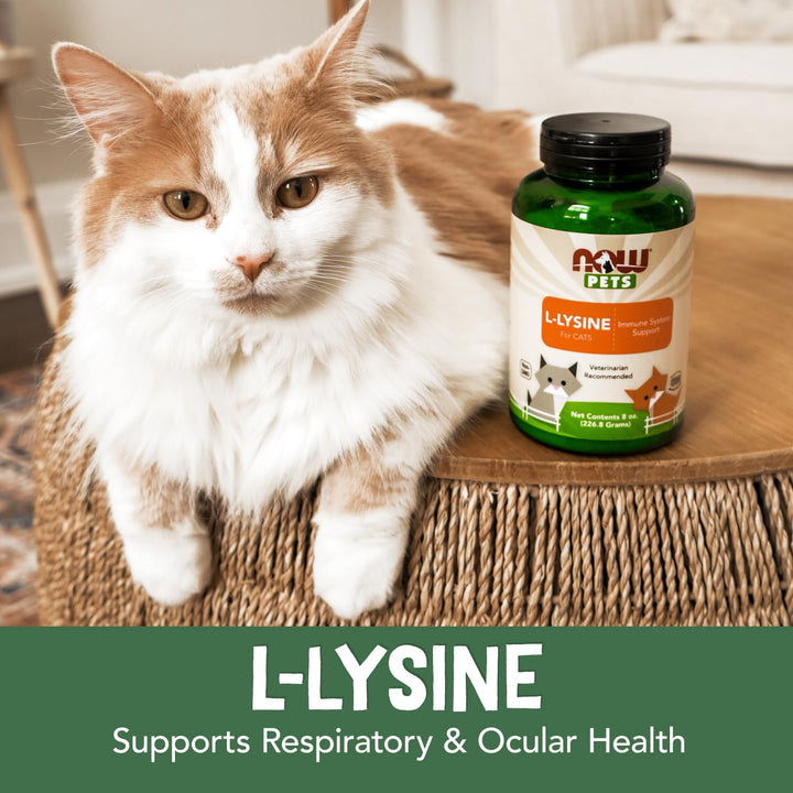 NOW Pet Health L-Lysine Supplement Powder, for Cats, 8 oz