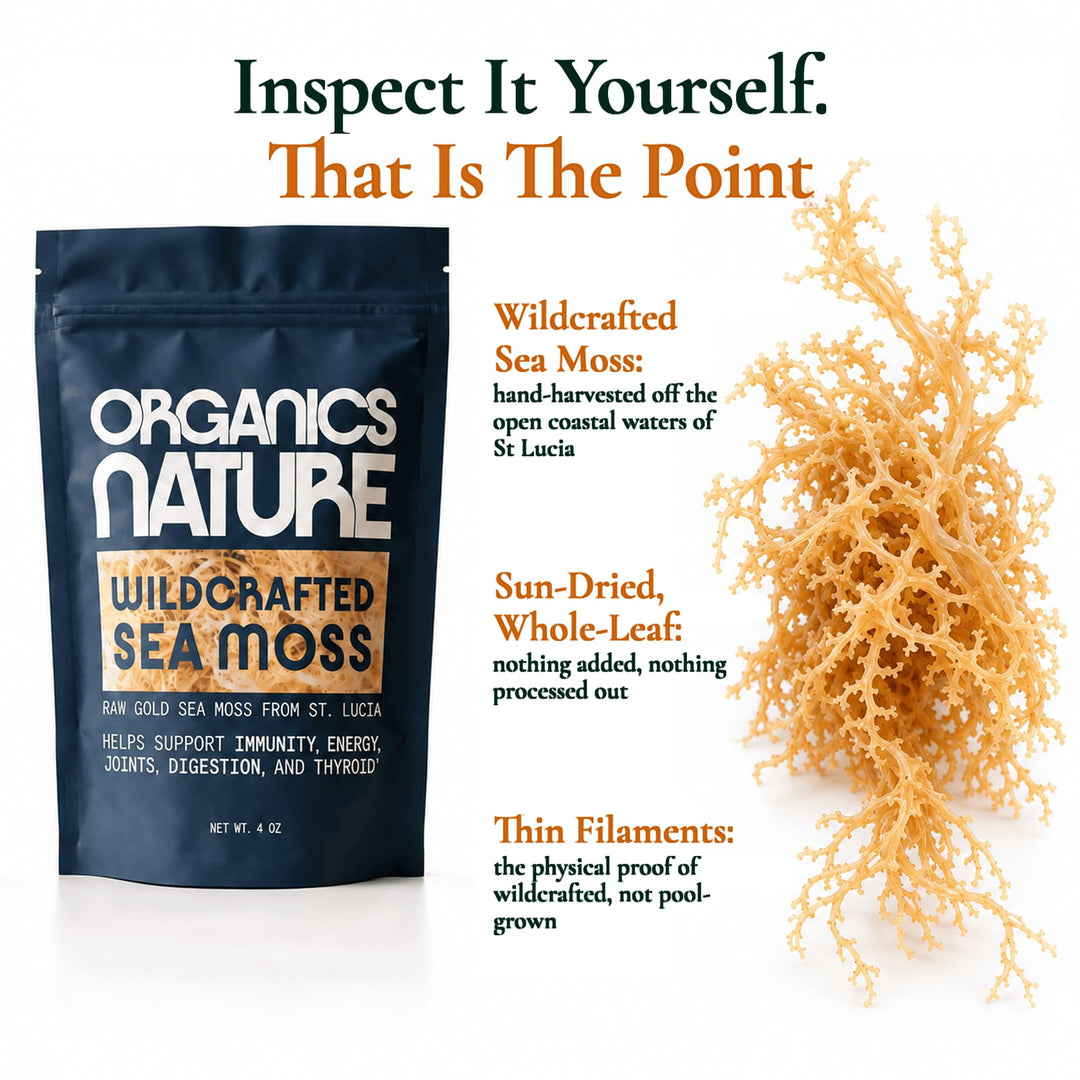 ORGANICS NATURE Raw Sea Moss, Sun Dried, 4 oz