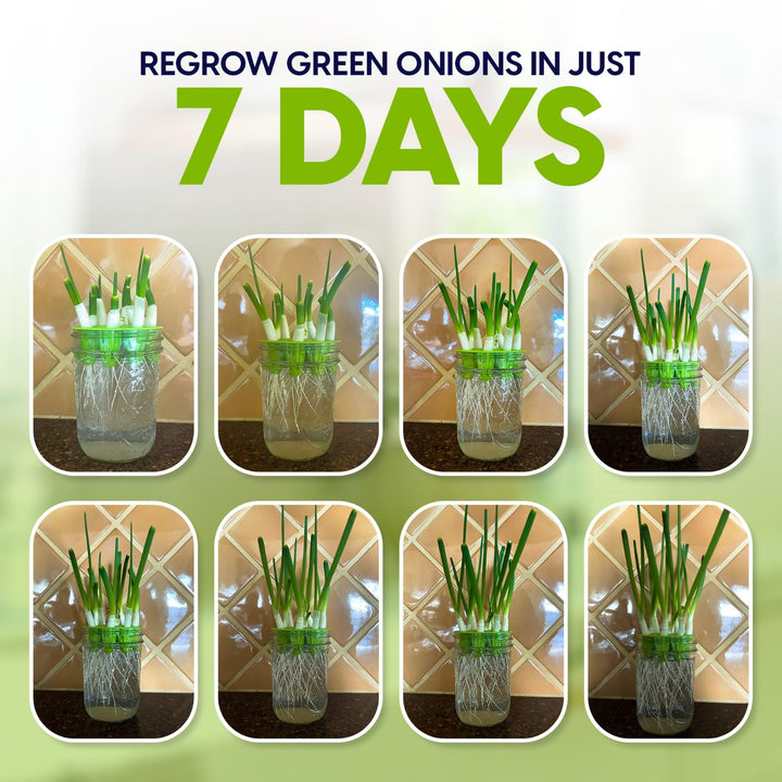 ZESTIGREENS Green Onion Regrower, Sprouting Lids