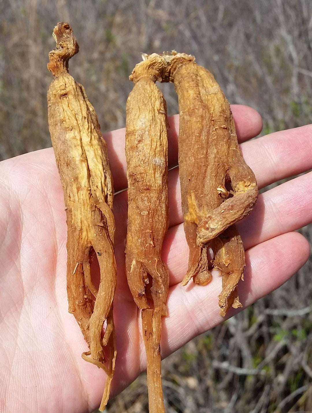 GinsengStoreAndMore Red Panax Ginseng Whole Roots, 4 oz