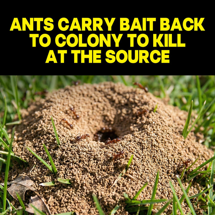 Raid Ant Killer Baits, 4 Count