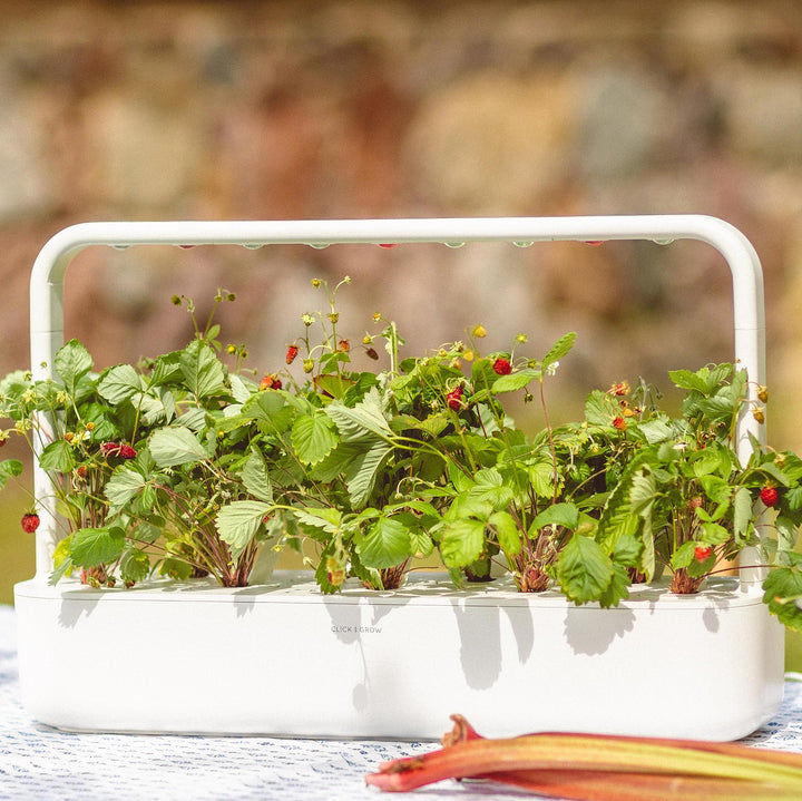 Click and Grow Smart Garden Wild Strawberry Plant Pods, 3 Count