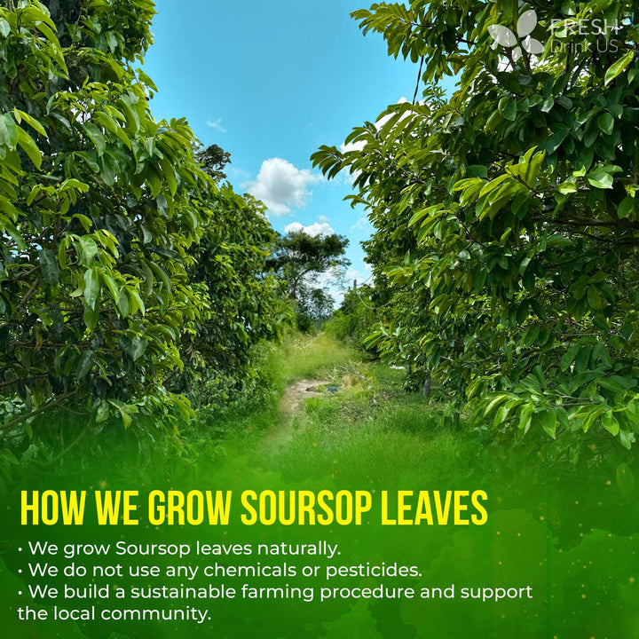 FreshDrinkUS Soursop Tea, Dried Leaf, 120 Count