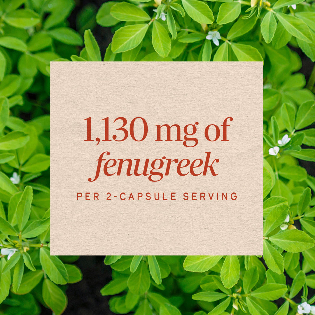 Nature's Way Fenugreek Seed Dietary Supplement, 320 Count