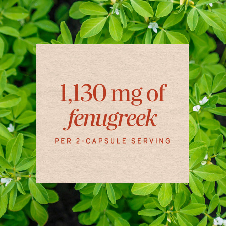 Nature's Way Fenugreek Seed Dietary Supplement, 320 Count