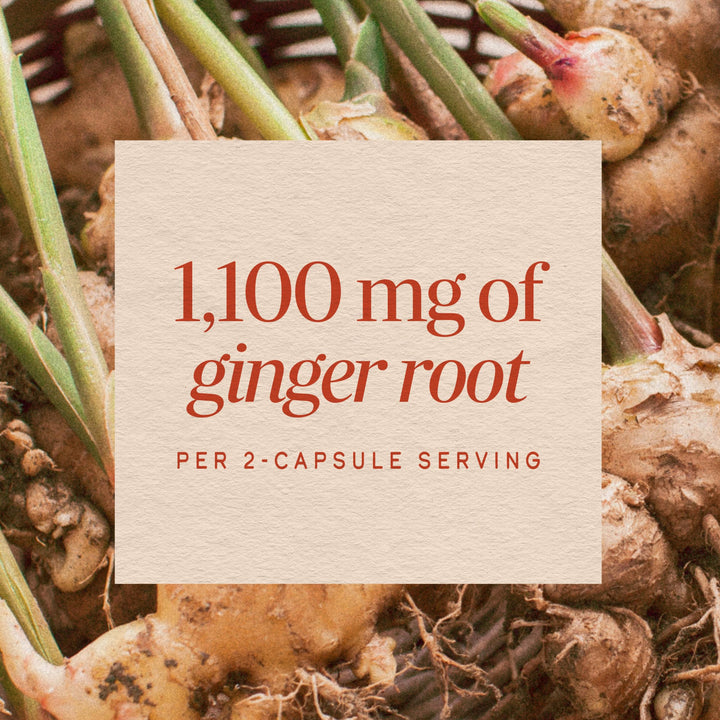 Nature's Way Ginger Root Capsules, 1110 mg, 240 Count